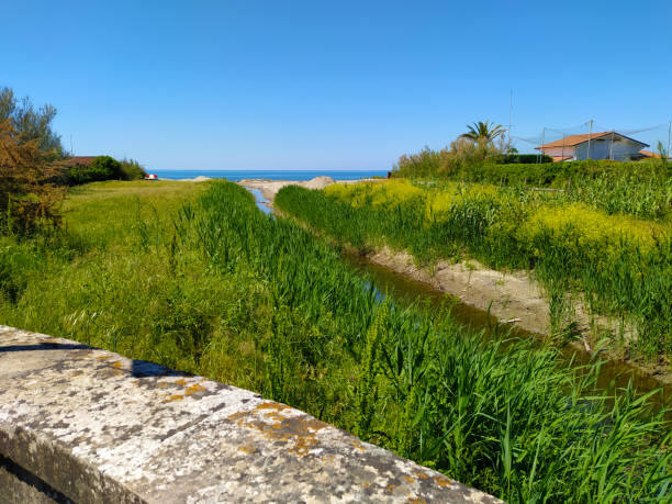 Canale e vegetazione palustre vicino a Cinquale